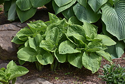 Abiqua Moonbeam Hosta (Hosta 'Abiqua Moonbeam') at English Gardens