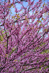 Eastern Redbud (tree form) (Cercis canadensis '(tree form)') at English Gardens