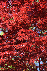 Emperor I Japanese Maple (Acer palmatum 'Wolff') at English Gardens
