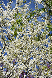 White Redbud (Cercis canadensis 'Alba') at English Gardens