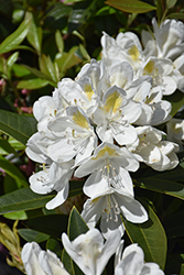 Chionoides Rhododendron (Rhododendron catawbiense 'Chionoides') at English Gardens
