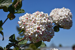 Koreanspice Viburnum (Viburnum carlesii) at English Gardens