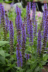 Violet Riot Sage (Salvia nemorosa 'Violet Riot') at English Gardens