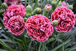 Fruit Punch Cherry Vanilla Pinks (Dianthus 'Cherry Vanilla') at English Gardens