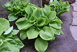 Sum and Substance Hosta (Hosta 'Sum and Substance') at English Gardens