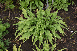 Curly Fries Hosta (Hosta 'Curly Fries') at English Gardens