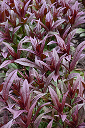 Onyx and Pearls Beard Tongue (Penstemon 'Onyx and Pearls') at English Gardens