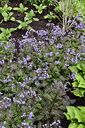 Heaven Scent Jacob's Ladder (Polemonium 'Heaven Scent') at English Gardens