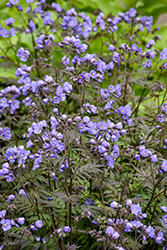 Heaven Scent Jacob's Ladder (Polemonium 'Heaven Scent') at English Gardens