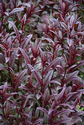 Blackbeard Beard Tongue (Penstemon 'Blackbeard') at English Gardens