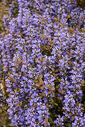 Chocolate Chip Bugleweed (Ajuga reptans 'Chocolate Chip') at English Gardens