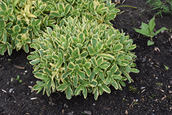 Frosted Fire Stonecrop (Sedum 'Frosted Fire') at English Gardens