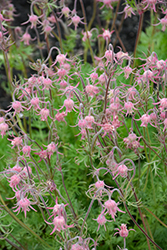 Prairie Smoke (Geum triflorum) at English Gardens