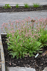 Prairie Smoke (Geum triflorum) at English Gardens