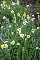 Minnow Miniature Daffodil (Narcissus 'Minnow') at English Gardens