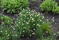 Minnow Miniature Daffodil (Narcissus 'Minnow') at English Gardens