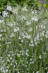 Gentian Speedwell (Veronica gentianoides) at English Gardens
