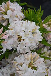 White Lights Azalea (Rhododendron 'White Lights') at English Gardens