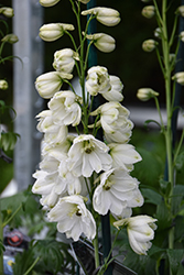 Guardian White Larkspur (Delphinium 'Guardian White') at English Gardens