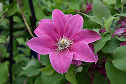Boulevard Acropolis Clematis (Clematis 'Evipo078') at English Gardens