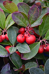 Creeping Wintergreen (Gaultheria procumbens) at English Gardens