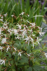 Bowman's Root (Gillenia trifoliata) at English Gardens