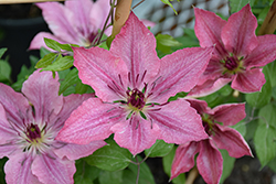 Sarah Elizabeth Clematis (Clematis 'Evipo098') at English Gardens