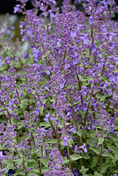 Junior Walker Catmint (Nepeta x faassenii 'Novanepjun') at English Gardens