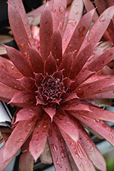 Royal Ruby Hens And Chicks (Sempervivum 'Royal Ruby') at English Gardens