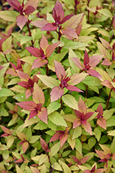 Poprocks Rainbow Fizz Spirea (Spiraea japonica 'Matgold') at English Gardens