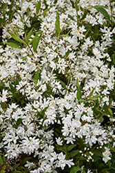 Yuki Snowflake Deutzia (Deutzia 'NCDX1') at English Gardens