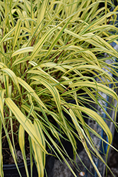 Golden Variegated Hakone Grass (Hakonechloa macra 'Aureola') at English Gardens