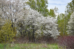 Allegheny Serviceberry (Amelanchier laevis) at English Gardens