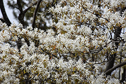 Allegheny Serviceberry (Amelanchier laevis) at English Gardens