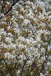Allegheny Serviceberry (Amelanchier laevis) at English Gardens