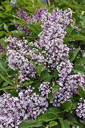 Little Lady Lilac (Syringa 'Jeflady') at English Gardens