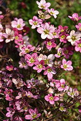 Purple Robe Saxifrage (Saxifraga x arendsii 'Purple Robe') at English Gardens