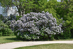 Common Lilac (Syringa vulgaris) at English Gardens