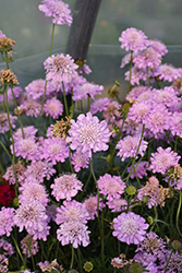 Pink Mist Pincushion Flower (Scabiosa 'Pink Mist') at English Gardens