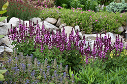 Rose Marvel Meadow Sage (Salvia nemorosa 'Rose Marvel') at English Gardens