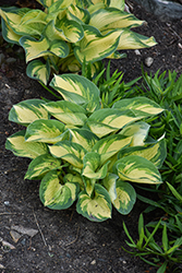 Great Expectations Hosta (Hosta 'Great Expectations') at English Gardens