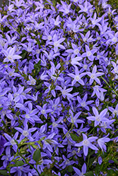 Blue Waterfall Serbian Bellflower (Campanula poscharskyana 'Blue Waterfall') at English Gardens