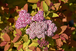Double Play Big Bang Spirea (Spiraea 'Tracy') at English Gardens