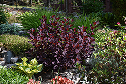Winecraft Black Smokebush (Cotinus coggygria 'NCCO1') at English Gardens