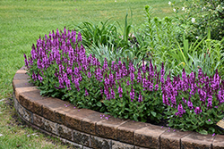 Rose Marvel Meadow Sage (Salvia nemorosa 'Rose Marvel') at English Gardens