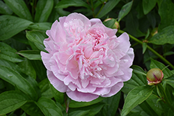 Sarah Bernhardt Peony (Paeonia 'Sarah Bernhardt') at English Gardens