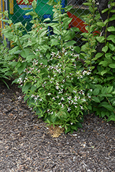 Bowman's Root (Gillenia trifoliata) at English Gardens