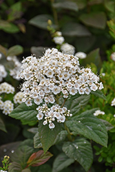 Double Play Blue Kazoo Spirea (Spiraea media 'SMSMBK') at English Gardens