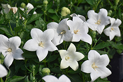 Pop Star White Balloon Flower (Platycodon grandiflorus 'Pop Star White') at English Gardens