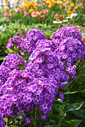 Laura Garden Phlox (Phlox paniculata 'Laura') at English Gardens